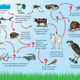 Leading biologists say the new food chain is anybody's guess, really.